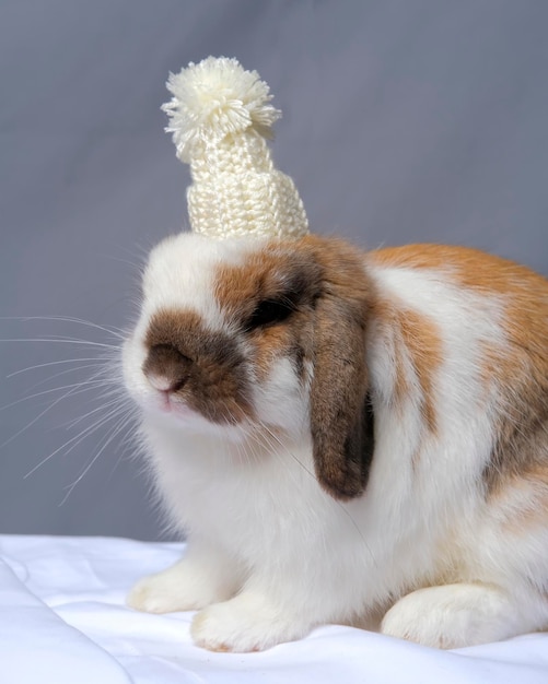 Lapin mâle holland loop avec chapeau photographie pour animaux de compagnie studio de séance photo avec fond gris