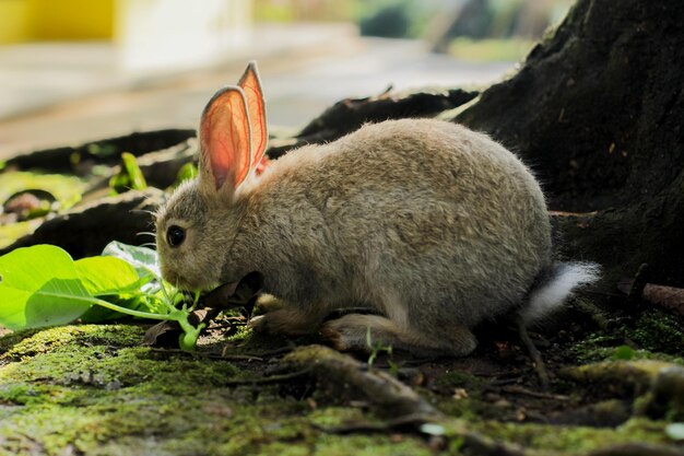 Lapin mange de l'herbe dans le jardin. mignon et adorable.