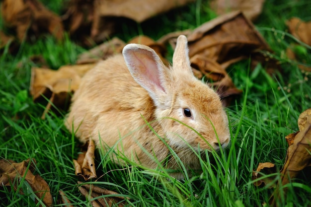 Lapin mange de l'herbe dans le jardin