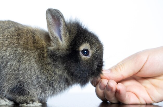 Le lapin mange de la main