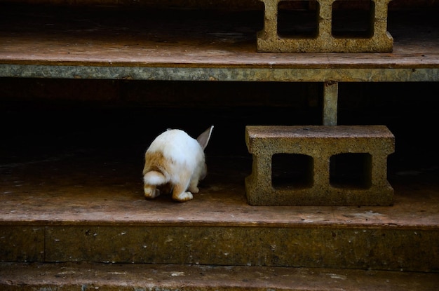 Le lapin mange de la nourriture au zoo