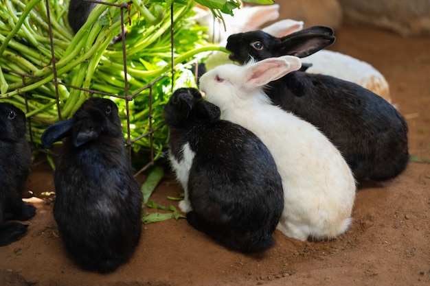 Lapin mangeant la gloire du matin