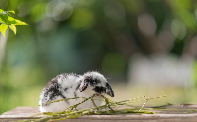 lapin mangeant de l'herbe, lapin animal de compagnie, holland lop