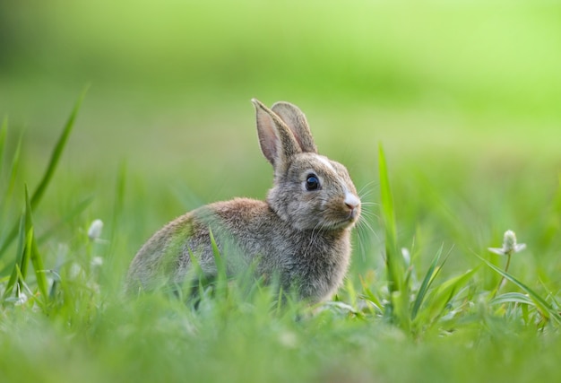 Lapin mignon assis sur le lapin de Pâques pré vert