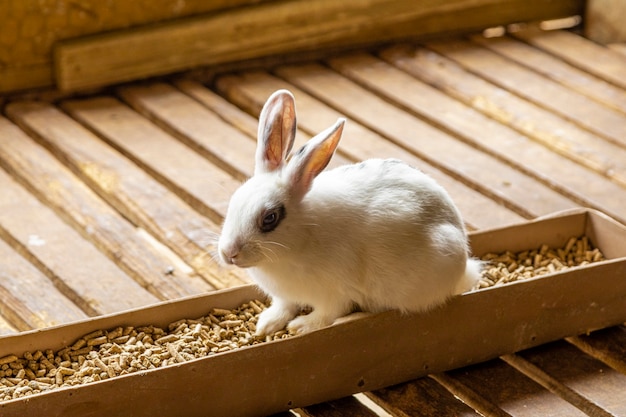 Lapin mignon assis sur un pot de nourriture.