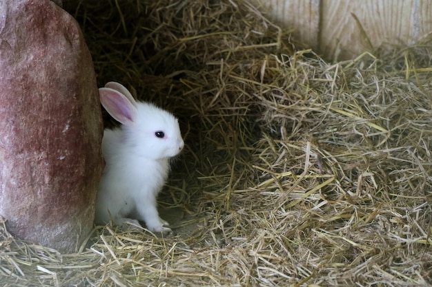 Lapin mignon bébé blanc assis sur l'herbe sèche dans la maison du lapin.