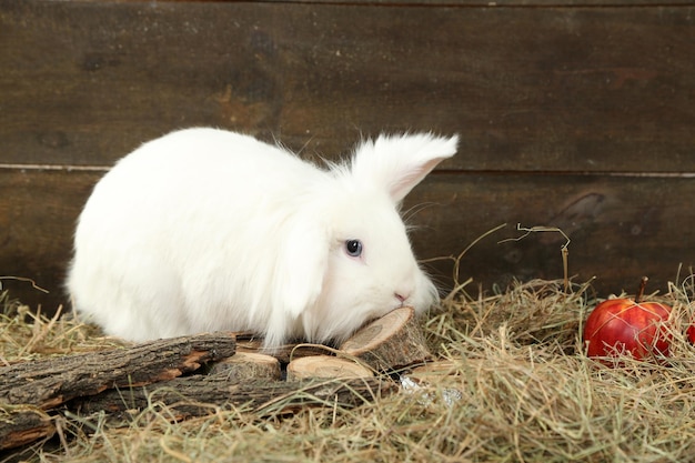 Lapin mignon blanc avec des pommes sur le foin