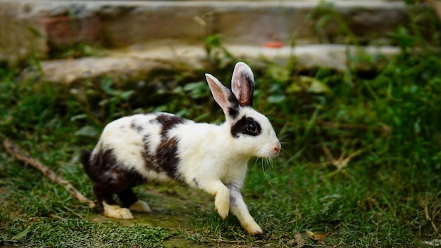 Lapin mignon courant dans l'herbe