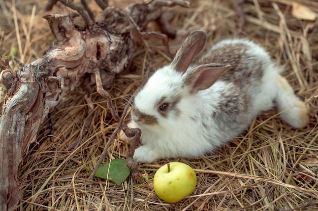 Lapin mignon et pomme jaune