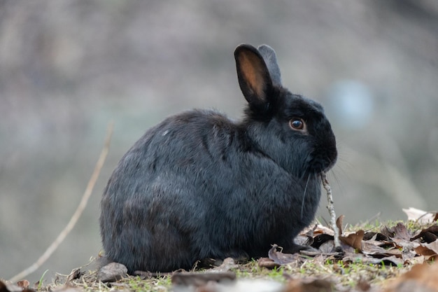 Lapin mignon profitant de la nature