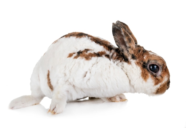 lapin miniature Rex