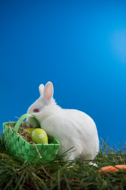 Lapin moelleux assis sur l&#39;herbe avec panier d&#39;oeufs de Pâques