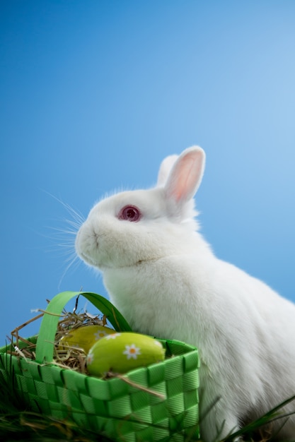 Lapin moelleux assis avec panier d&#39;oeufs de Pâques