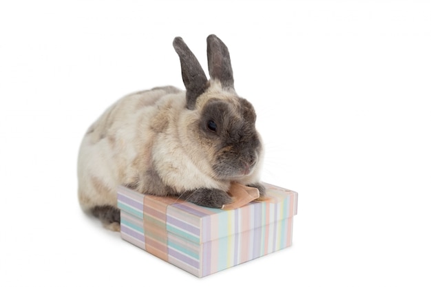 Lapin moelleux avec boîte-cadeau