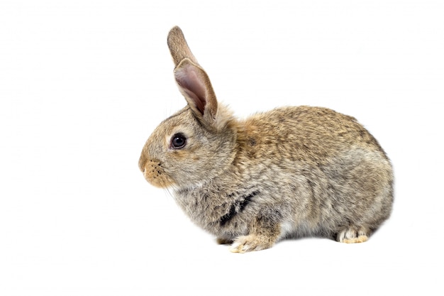 Lapin moelleux gris, isoler, petit lapin de Pâques