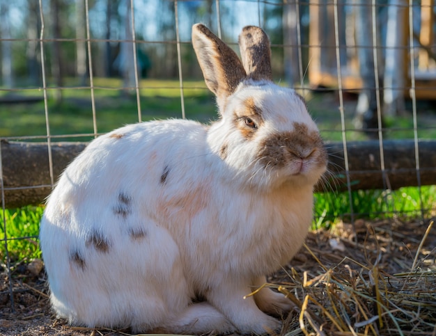 Lapin moelleux mignon. Animaux à la ferme en été.