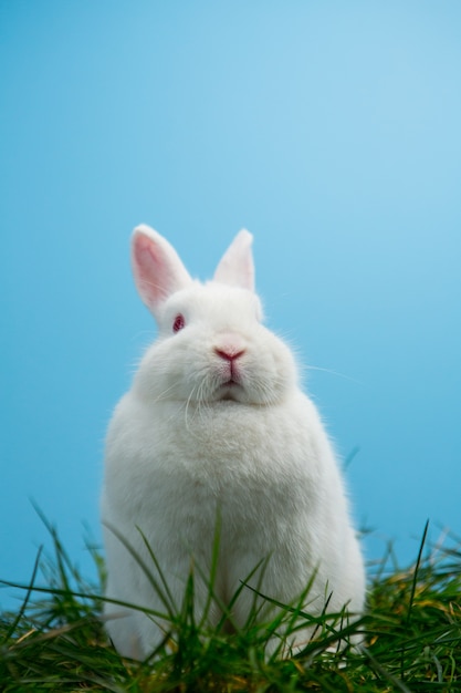 Lapin moelleux mignon assis sur l&#39;herbe