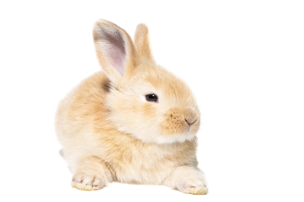 Lapin moelleux regardant l'enseigne isolé sur fond blanc