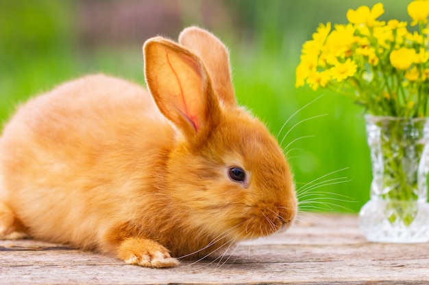 Lapin moelleux rouge regarde sur le fond de la nature verte