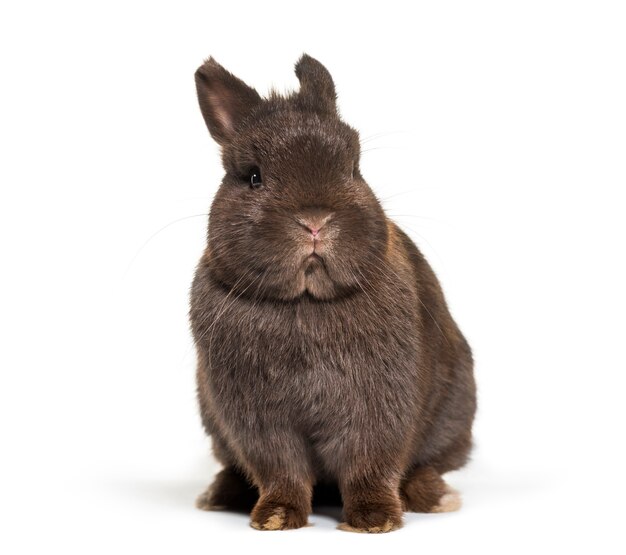 Lapin nain, assis contre une surface blanche