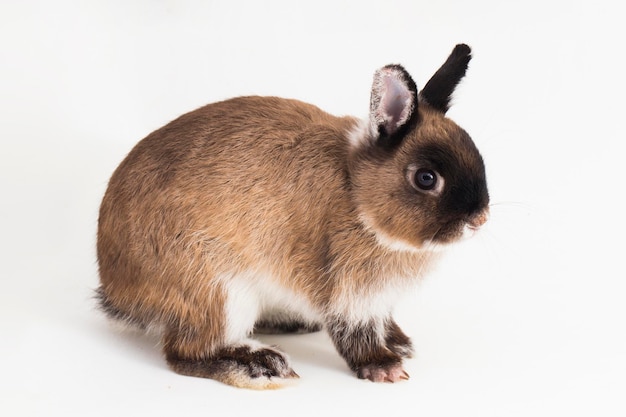 Lapin nain néerlandais isolé sur fond blanc