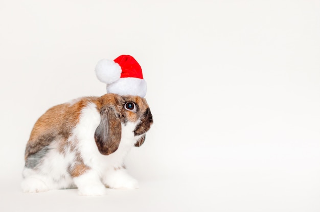 lapin de Noël en chapeau de père Noël