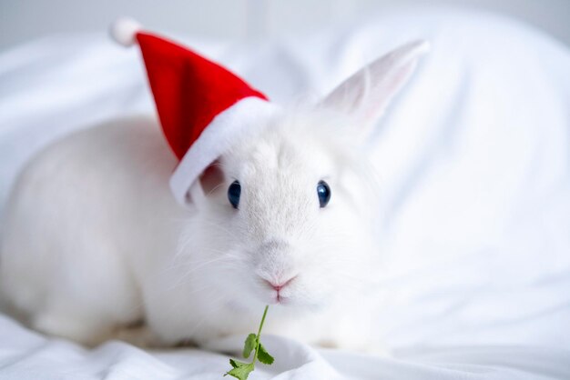 Lapin de Noël lapin blanc moelleux est assis dans un bonnet de noel sur une carte de voeux de fond blanc avec copie