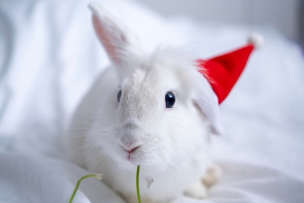 Lapin de Noël lapin blanc moelleux est assis dans un bonnet de noel sur une carte de voeux de fond blanc avec copie