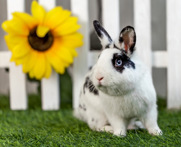 Lapin noir et blanc sur l&#39;herbe près de la clôture