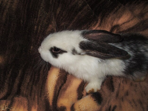 Lapin noir et blanc reposant sur une grosse couverture en laine