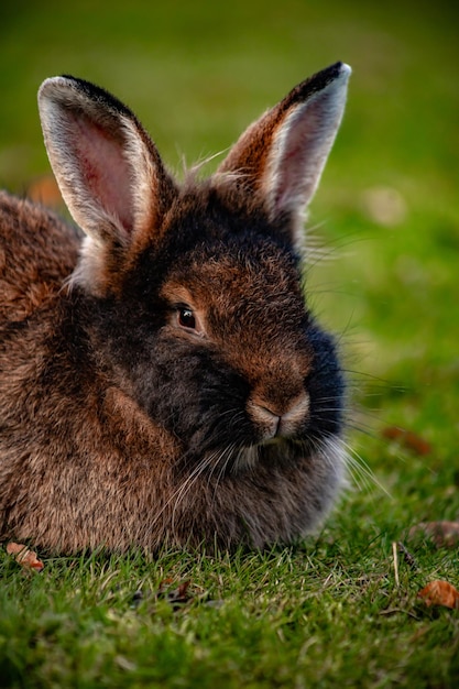 Le lapin noir dans l'herbe est un symbole du nouvel an chinois 2023 et de Pâques