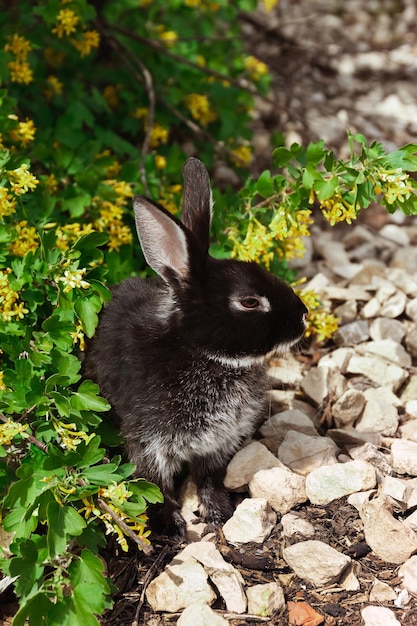 Photo un lapin noir est assis sous un buisson fleuri de cassis