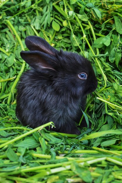 Le lapin noir