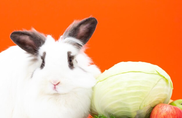 Photo lapin avec de la nourriture isolé sur fond orange. gros lapin blanc