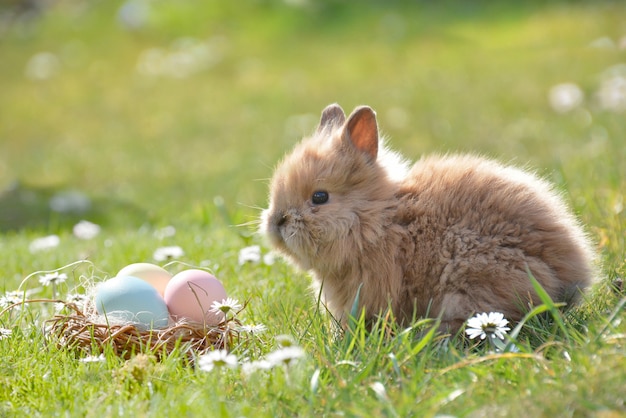 Lapin avec oeuf