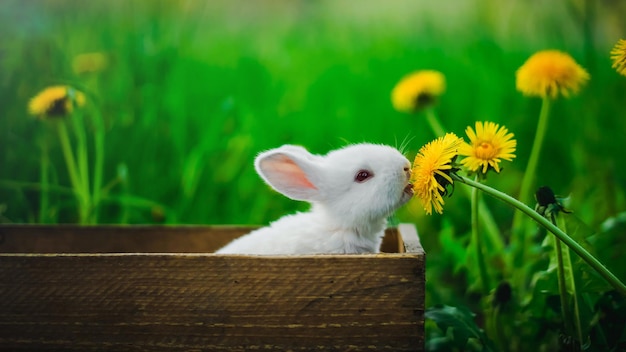 Lapin de pâques avec de belles fleurs