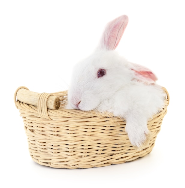 Photo lapin de pâques dans le panier isolé sur blanc