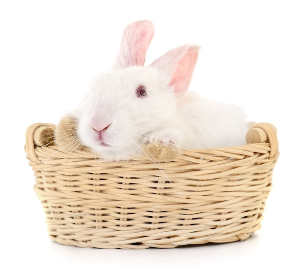 Lapin de Pâques dans le panier isolé sur blanc