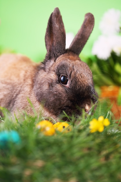 Lapin de Pâques sur l'herbe verte