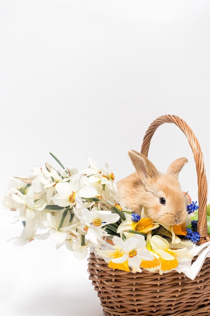 Un lapin de Pâques moelleux est assis dans un panier avec des jonquilles