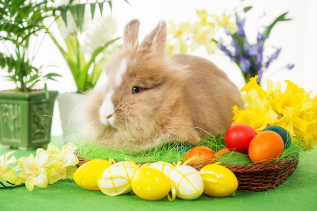 Lapin de Pâques avec des oeufs dans le panier et la fleur. Mise au point sélective. Concentrez-vous sur le lapin.