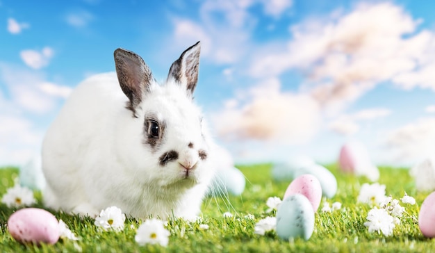 Lapin de Pâques et œufs peints sur le thème des fêtes d'herbe