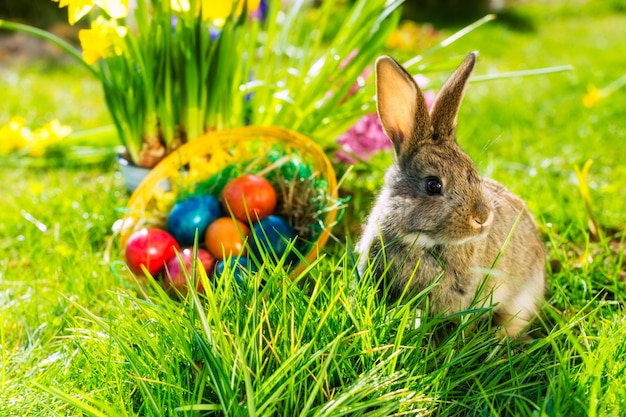 Lapin de Pâques sur Prairie avec panier et œufs