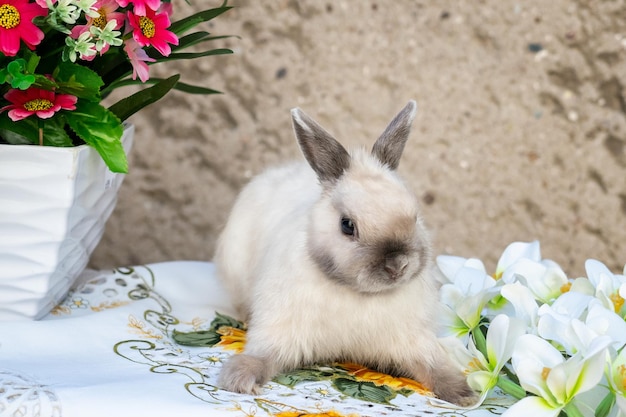 Lapin de Pâques près de la couronne de printemps Petit lapin nain assis près des fleurs