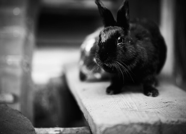 Un lapin perché sur le bois