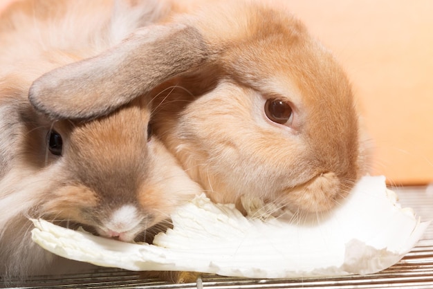 Lapin à poil long brun avec des oreilles tombantes mangeant des feuilles de chou