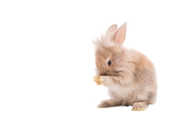 Lapin poilu brun mignon est debout, se léchant les mains dans le studio. isolé sur fond blanc