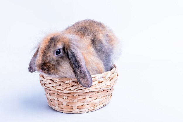 Lapin poilu gris brun couché dans le panier en osier sur fond blanc,