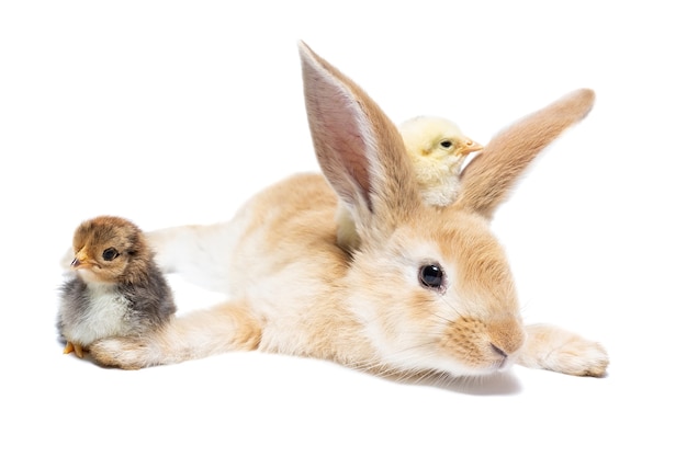 Lapin et poulet avec coquille