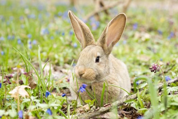 Lapin sur un pré de fleurs. Lièvre sauvage dans la prairie se bouchent